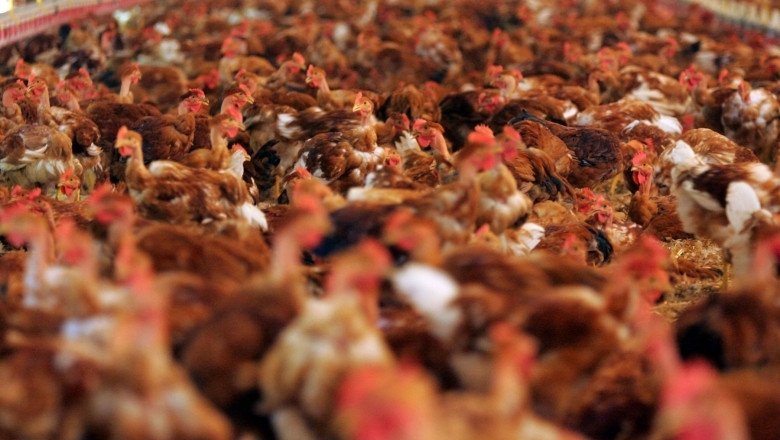 institutul-pasteur-din-franta:-virusul-gripei-aviare-ar-putea-provoca-o-pandemie-mai-grava-decat-covid,-daca-sufera-mutatii institutul-pasteur-din-franta:-virusul-gripei-aviare-ar-putea-provoca-o-pandemie-mai-grava-decat-covid,-daca-sufera-mutatii