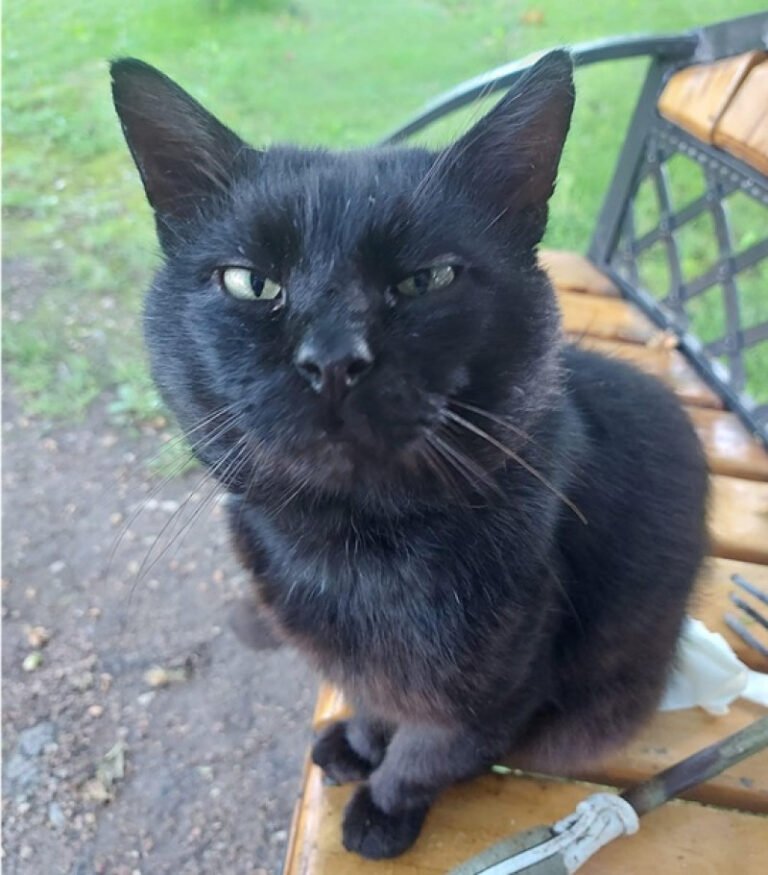 situatie-inedita-in-parlamentul-din-lituania:-o-pisica-ar-putea-decide-viitorul-postului-public-de-radioteleviziune