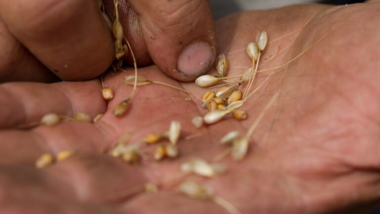 alimentele-au-devenit-mai-calorice,-mai-putin-nutritive-si-potential-mai-toxice.-studiul,-caracterizat-drept-„socant”-de-catre-savanti