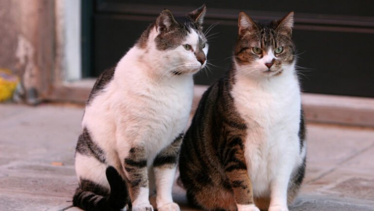 scandal-la-craiova-din-cauza-limitarii-numarului-de-animale-la-bloc:-primaria,-data-in-judecata-de-proprietari-de-caini-si-pisici