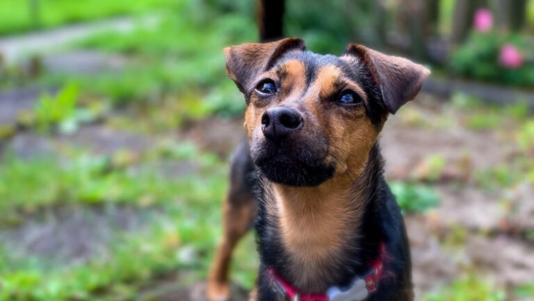 un-caine-si-a-salvat-stapanul-dintr-un-apartament-cuprins-de-flacari