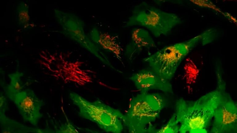 studiu:-celulele-care-imbatranesc-ar-putea-fi-„reincarcate”-fara-medicamente-sau-interventii-genetice