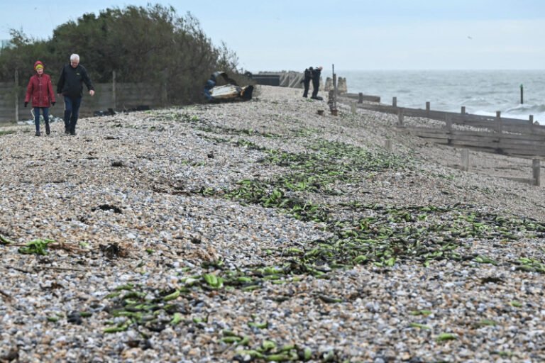 „invazie”-de-banane-pe-plajele-din-sudul-angliei:-ce-s-a-intamplat