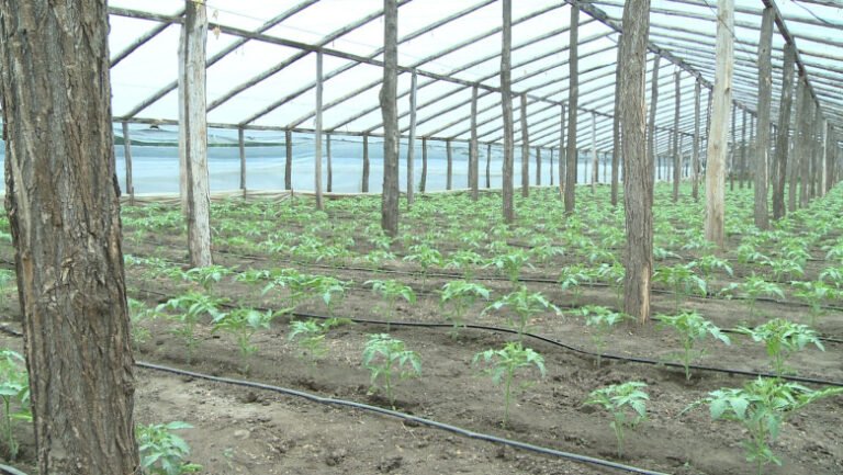 psd-va-cere-in-coalitie-eliminarea-impozitului-pe-solarii:-„nemultumeste-romanii,-nu-aduce-bani-la-buget”