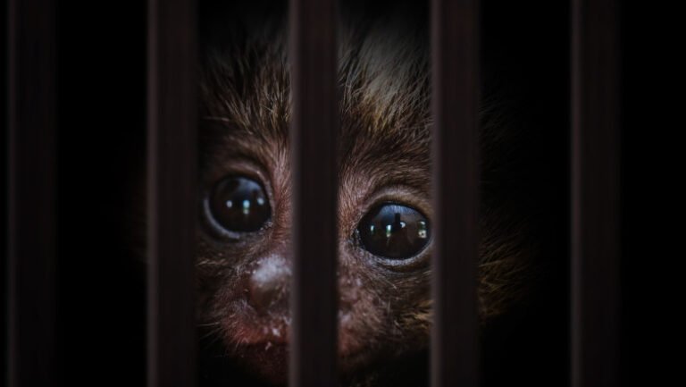 traficul-cu-animale-vii-a-atins-noi-recorduri.-comertul-ilegal-cu-specii-salbatice-ajunge-la-20-de-miliarde-de-dolari-pe-an