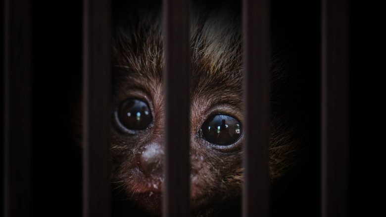 traficul-cu-animale-vii-a-atins-noi-recorduri.-comertul-ilegal-cu-specii-salbatice-ajunge-la-20-de-miliarde-de-dolari-pe-an traficul-cu-animale-vii-a-atins-noi-recorduri.-comertul-ilegal-cu-specii-salbatice-ajunge-la-20-de-miliarde-de-dolari-pe-an