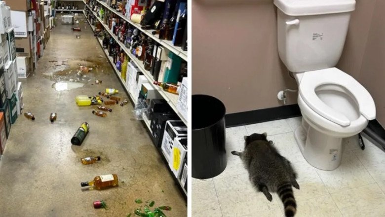 ratonul-beat-gasit-lesinat-pe-podeaua-unui-magazin-de-bauturi-alcoolice-din-sua-e-suspectat-ca-a-„spart”-acum-o-sala-de-karate ratonul-beat-gasit-lesinat-pe-podeaua-unui-magazin-de-bauturi-alcoolice-din-sua-e-suspectat-ca-a-„spart”-acum-o-sala-de-karate