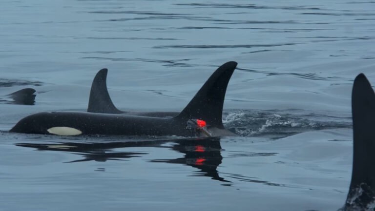 imagini-in-premiera:-balenele-ucigase-vaneaza-impreuna-cu-delfinii,-iar-apoi-isi-impart-prada-cu-ei
