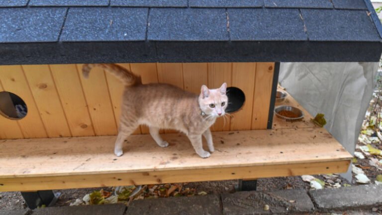 cetatenii-din-sectorul-2-pot-solicita-instalarea-de-adaposturi-pentru-pisicile-comunitare