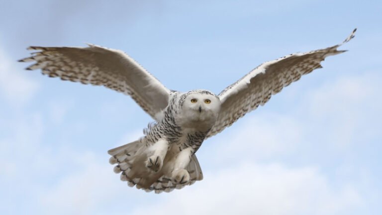 suedia-declara-bufnita-polara-„disparuta-regional”-dupa-10-ani-de-„tacere”