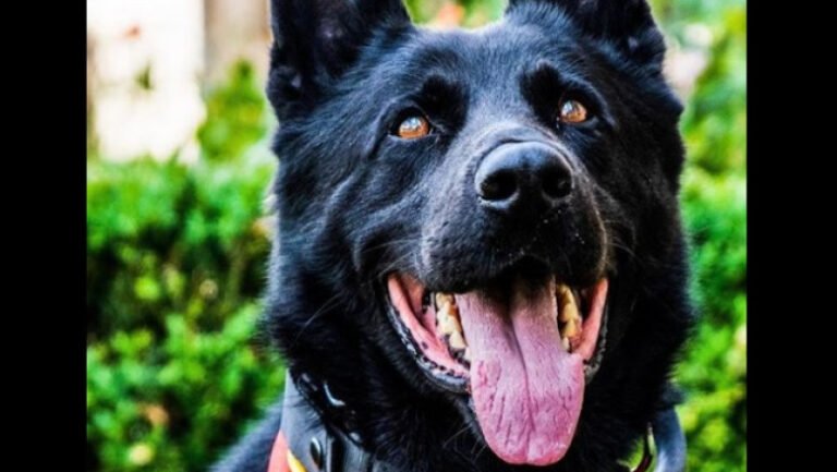 a-murit-cainele-politist-suier.-primul-lup-cehoslovac-din-romania-era-trimis-la-festivaluri-pentru-detectarea-substantelor-interzise