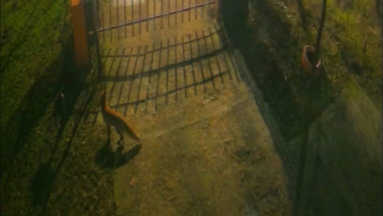 trei-vulpi-au-fost-surprinse-de-camere-in-centrul-bucurestiului.-explicatiile-specialistilor