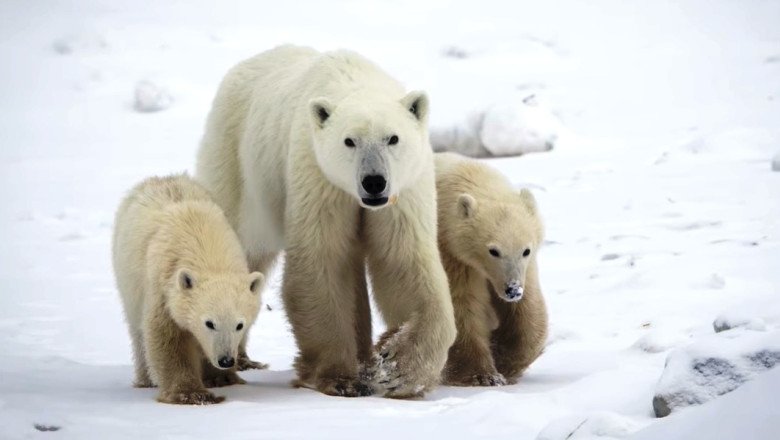 un-fenomen-rar-in-arctica-ii-uimeste-pe-cercetatori:-o-ursoaica-polara-a-adoptat-un-pui un-fenomen-rar-in-arctica-ii-uimeste-pe-cercetatori:-o-ursoaica-polara-a-adoptat-un-pui