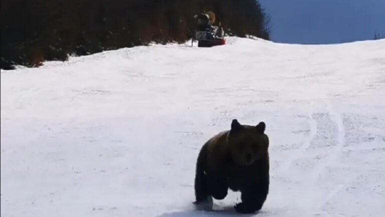 urs-langa-o-partie-de-schi,-la-telecabina-de-la-straja.-a-fost-emis-mesaj-prin-ro-alert