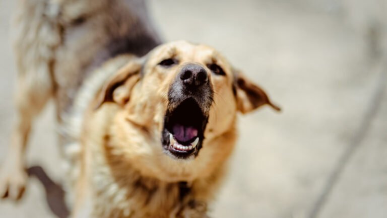 descoperire-macabra-in-bucuresti-o-femeie-a-fost-gasita-moarta-in-casa,-cu-urme-de-muscaturi-de-caine.-a-fost-deschisa-ancheta