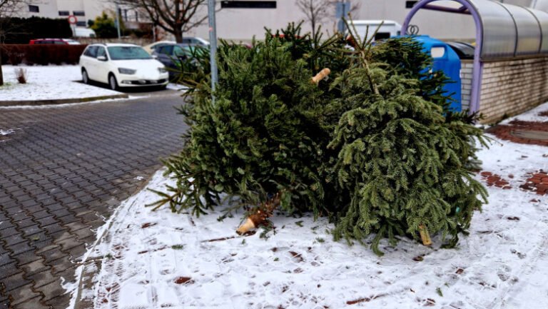 unde-se-arunca-bradul-natural-de-craciun-dupa-sarbatori.-ce-amenzi-risca-persoanele-care-nu-respecta-regulile-impuse-de-primarii