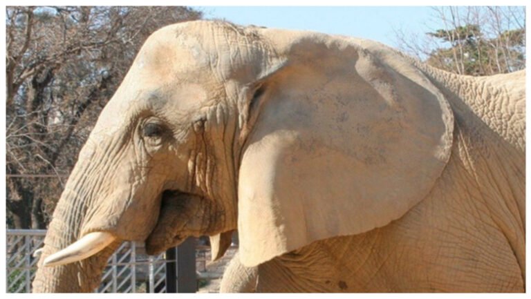 barcelona-isi-ia-ramas-bun-de-la-susi,-unul-dintre-cei-mai-longevivi-elefanti-din-europa