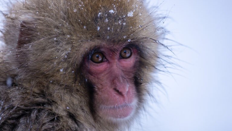 gerul,-greu-de-suportat-si-de-animalele-de-la-zoo.-cum-sunt-protejate-de-frigul-extrem:-„cele-mai-sensibile-sunt-maimutele”