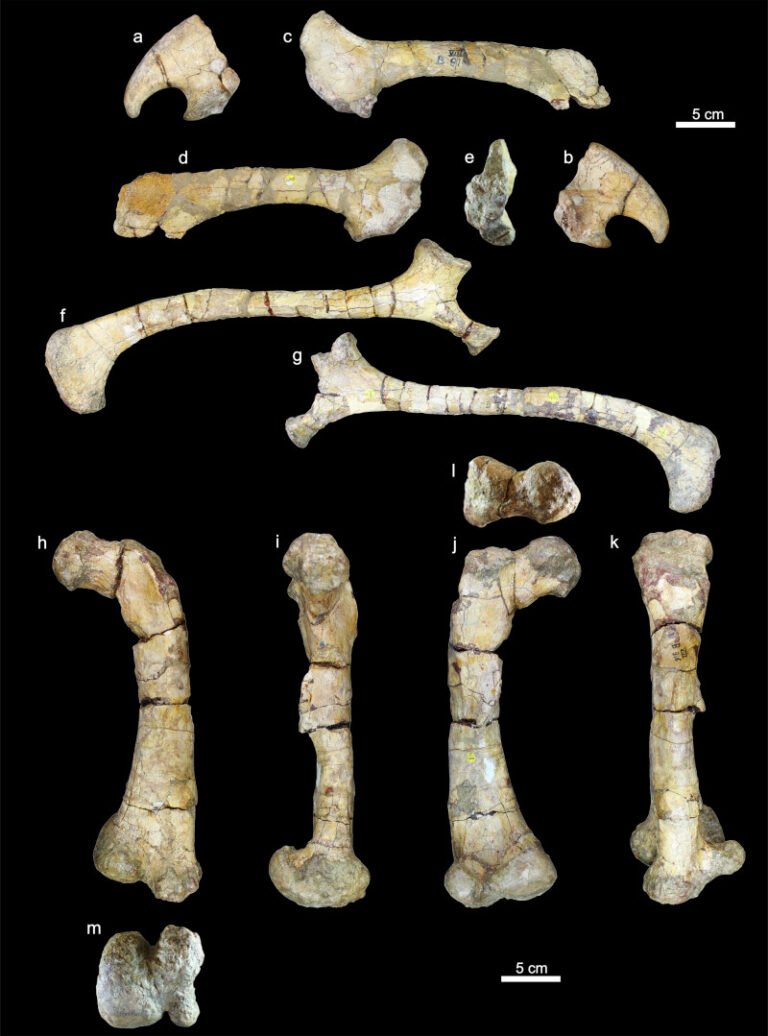 prezenta-„dinozaurilor-cu-coarne”-in-europa,-contestata-de-peste-un-secol,-a-fost-confirmata-cu-ajutorul-unor-descoperiri-din-romania