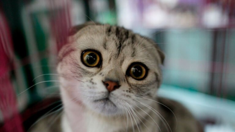 doua-rase-populare-de-pisici-au-fost-interzise-in-olanda-de-la-inceputul-acestui-an