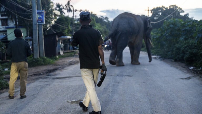 operatiune-uriasa-de-cautare-in-india,-dupa-ce-un-elefant-vagabond-a-omorat-cel-putin-20-de-oameni-si-a-ranit-alti-15