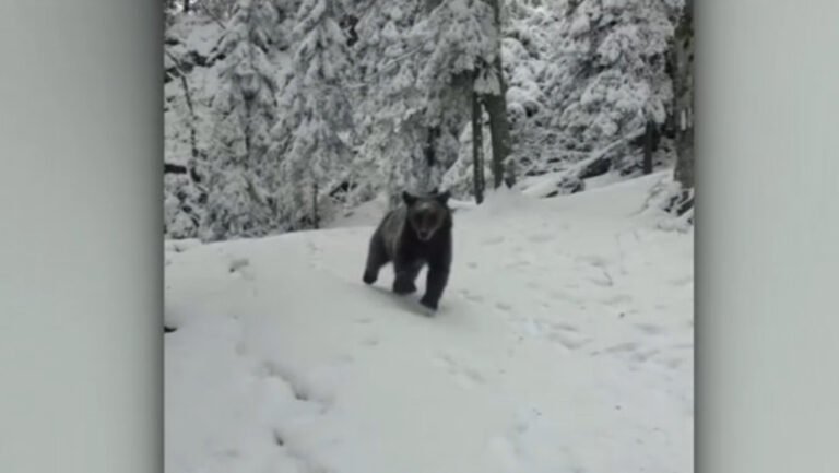 un-urs-a-surprins-un-grup-de-tineri-care-urcau-pe-munte.-cum-au-reusit-sa-alunge-animalul