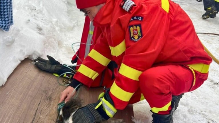 viata-salvata-in-ultimele-clipe:-un-catel-a-fost-scos-teafar-de-pompieri-dintr-o-bucatarie-cuprinsa-de-flacari