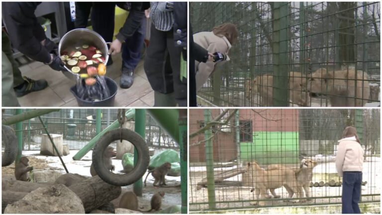 cum-sunt-protejate-animalele-de-ger.-gradina-zoo-din-tara,-unde-maimutele-primesc-zilnic-ceai-cald,-iar-leii-au-incalzire-in-pardoseala