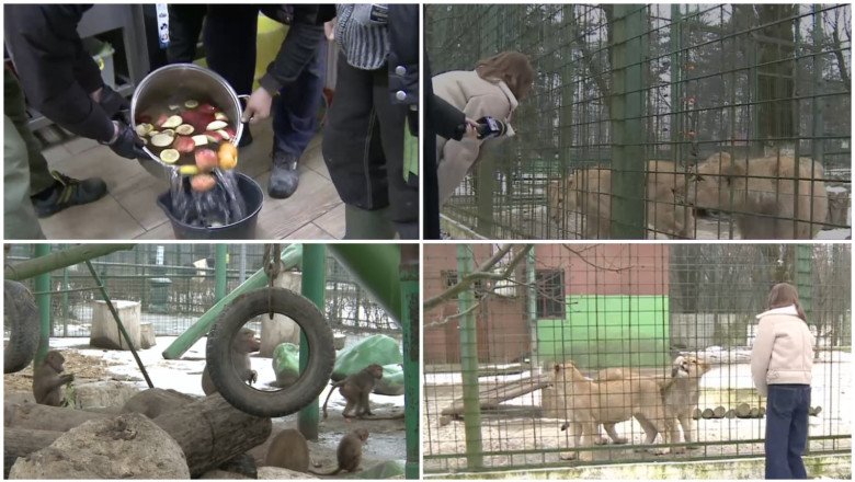 cum-sunt-protejate-animalele-de-ger.-gradina-zoo-din-tara,-unde-maimutele-primesc-zilnic-ceai-cald,-iar-leii-au-incalzire-in-pardoseala cum-sunt-protejate-animalele-de-ger.-gradina-zoo-din-tara,-unde-maimutele-primesc-zilnic-ceai-cald,-iar-leii-au-incalzire-in-pardoseala