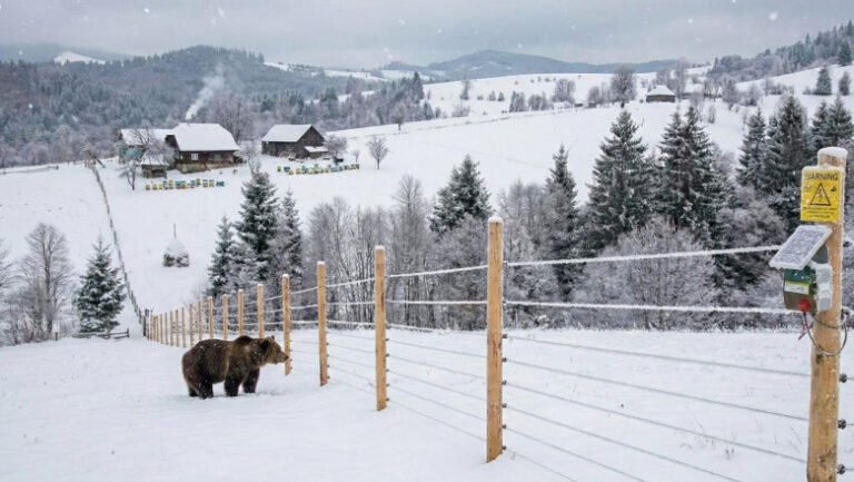 mii-de-kilometri-de-garduri-electrice-vor-fi-instalate-in-localitatile-din-romania-unde-ursii-fac-probleme.-anuntul-dianei-buzoianu