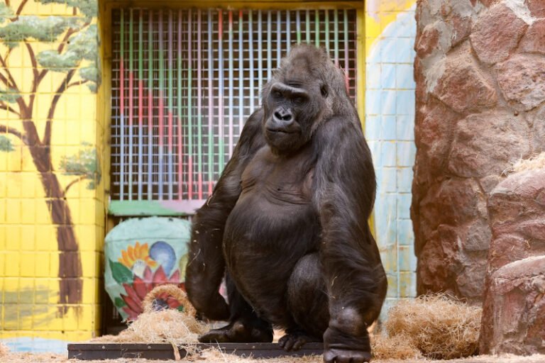 criza-energetica-pune-la-incercare-gradina-zoologica-din-kiev:-custile-animalelor-sunt-„capcane-din-gheata”-la-minus-18-grade-celsius