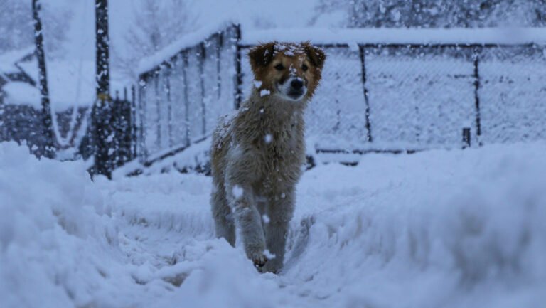 cum-traiesc-iarna-oamenii-blocati-in-satele-uitate-de-lume-ale-romaniei:-„asa-a-fost-dintotdeauna.-noi-suntem-departe-de-civilizatie”