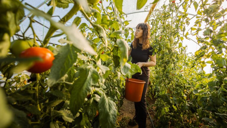 costuri-de-zeci-de-mii-de-lei-pentru-incalzirea-solariilor,-legume-mai-scumpe-in-piete.-cat-ar-putea-costa-primele-rosii-pe-tarabe