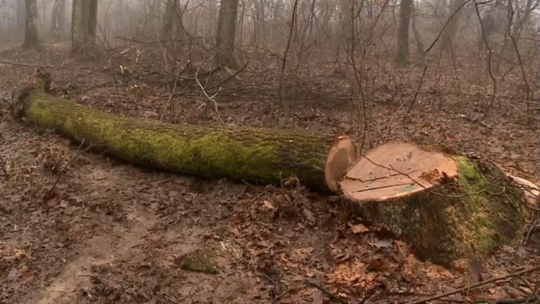 arbori-taiati-ilegal-la-baile-felix.-gabriel-paun,-presedintele-agent-green:-„autoritatile-prind-doar-1%-din-cazuri” arbori-taiati-ilegal-la-baile-felix.-gabriel-paun,-presedintele-agent-green:-„autoritatile-prind-doar-1%-din-cazuri”