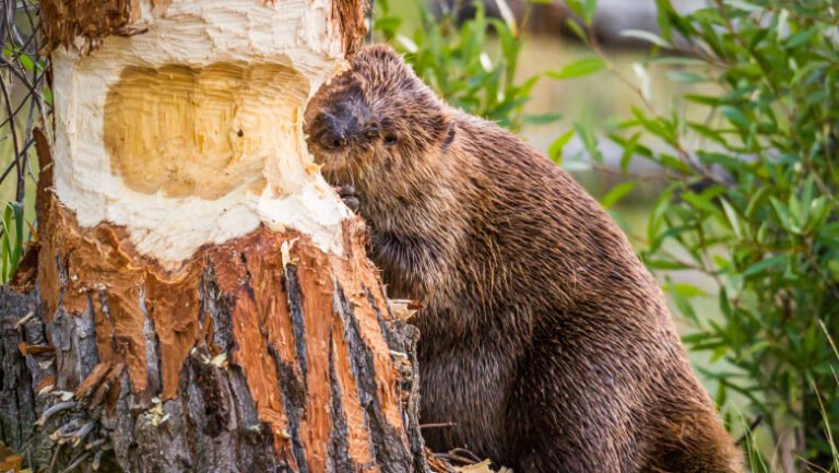 invazie-de-castori-in-covasna-animalele-au-distrus-mai-multi-copaci-de-pe-malul-raului-olt-localnici:-„sunt-tot-mai-multi.-nu-e-bine”