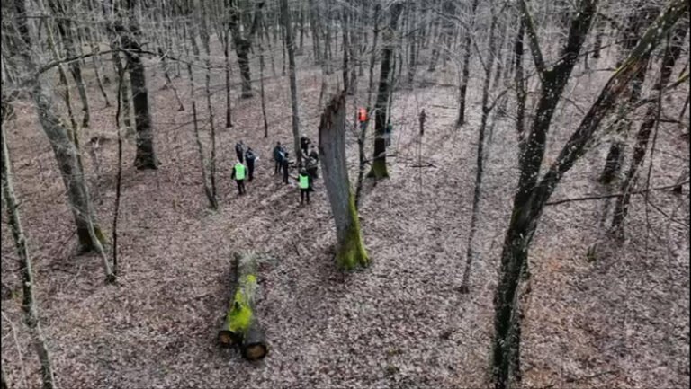 supracontrol-al-garzii-nationale-forestiere-dupa-defrisarile-ilegale-in-padurea-din-baile-felix.-seful-institutiei-va-verifica-taierile