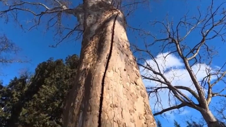 „copacii-care-explodeaza”-au-devenit-virali-pe-retelele-sociale.-explicatiile-fenomenului-neobisnuit