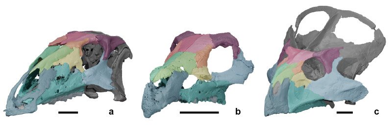 Foto4.Ajkaceratops - comparatii