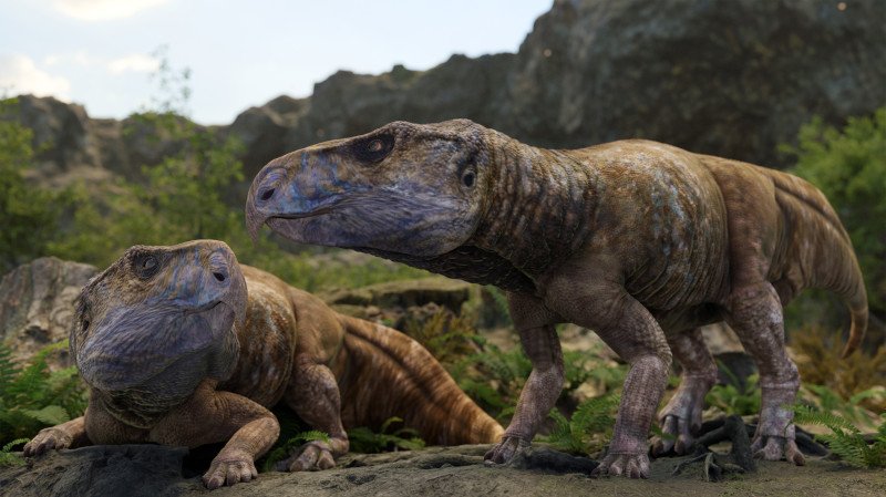 Foto3.Ajkaceratops reconstituire