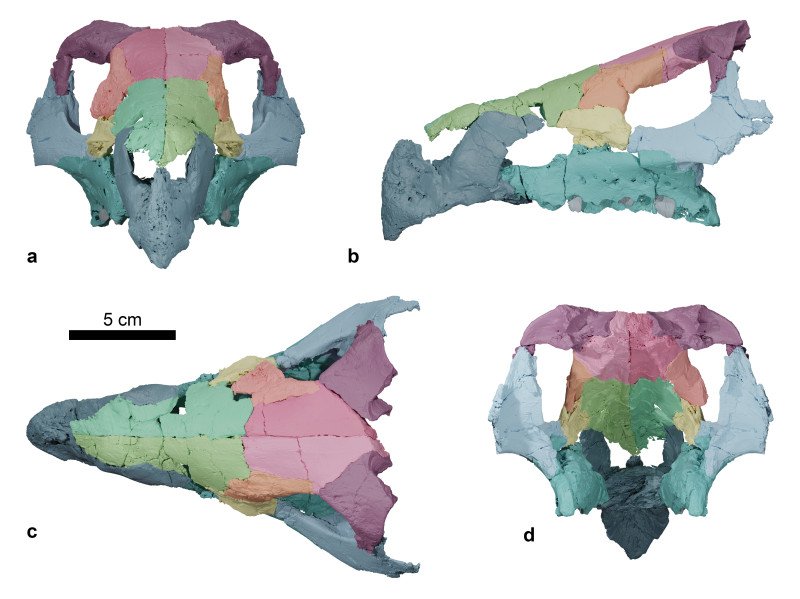 Foto5.Ajkaceratops craniu