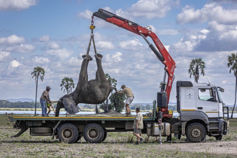 oamenii-care-se-lupta-cu-elefantii:-cum-a-ajuns-un-proiect-de-salvare-a-animalelor-salbatice-sa-provoace-un-conflict-devastator