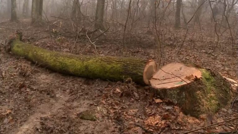 defrisarile-ilegale-de-la-baile-felix.-octavian-berceanu,-fost-sef-al-garzii-de-mediu:-„am-avut-comunitatea-care-a-facut-presiune”