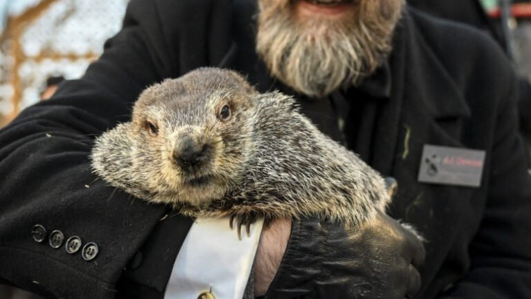 „phil-si-a-vazut-umbra”.-cat-va-mai-dura-iarna-in-sua,-conform-„predictiei”-marmotei-din-pennsylvania