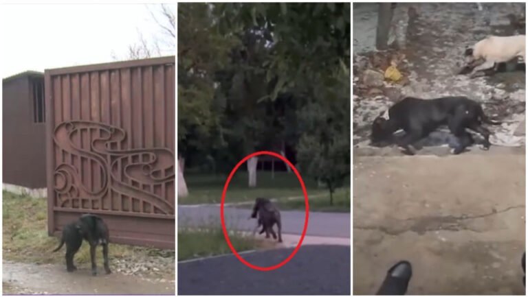 „am-sunat-la-112-mi-s-a-spus-ca-nu-e-urgenta”-sat-terorizat-de-cainii-unui-localnic.-oamenii-au-filmat-animalele-ca-sa-stranga-dovezi