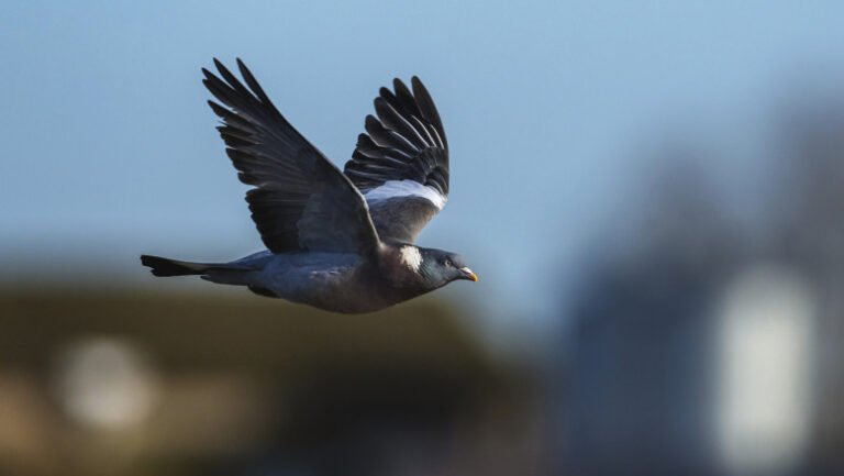 un-startup-din-rusia-avand-legaturi-cu-fiica-lui-putin-testeaza-un-nou-tip-de-drone:-porumbei-cu-cipuri-implantate-in-creier