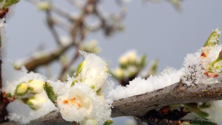 guvernul-acorda-sprijin-financiar-de-urgenta-pomicultorilor-afectati-de-inghetul-tarziu-din-primavara-lui-2025