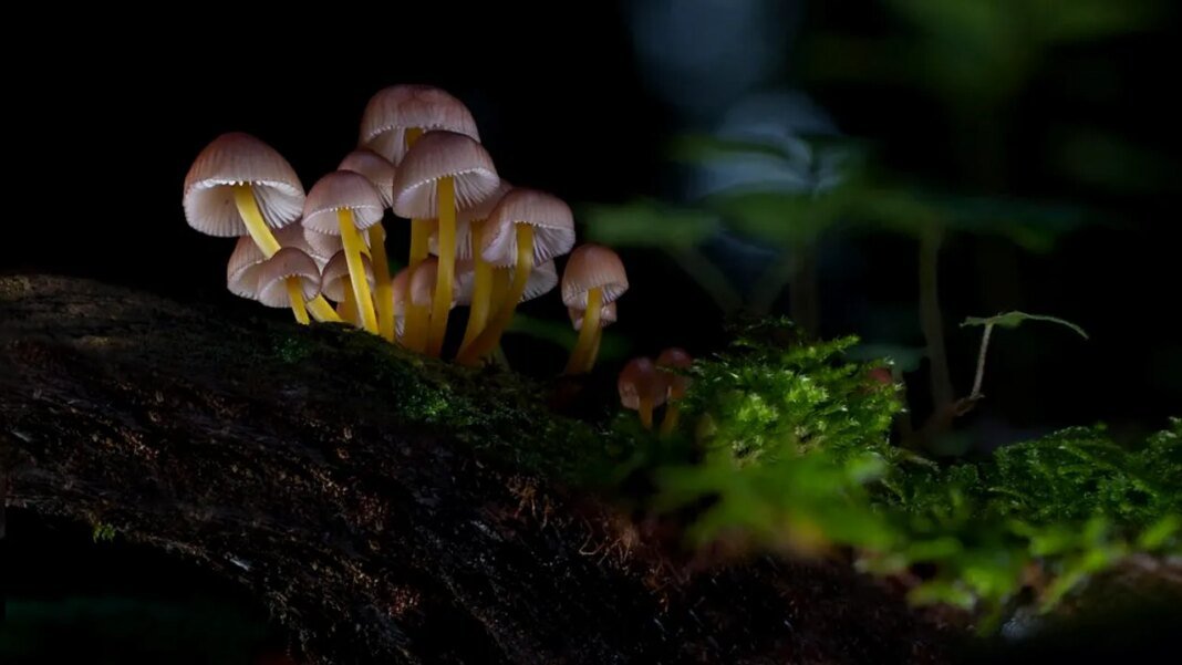 ciupercile-otravitoare-fac-ravagii-in-california.-trei-persoane-au-murit,-iar-altele-au-avut-nevoie-de-transplant-hepatic