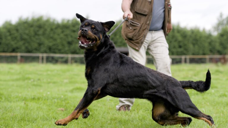 ce-rase-de-caini-sunt-considerate-periculoase-si-trebuie-declarate-la-politie.-sanctiunile-pentru-proprietarii-care-nu-respecta-legea