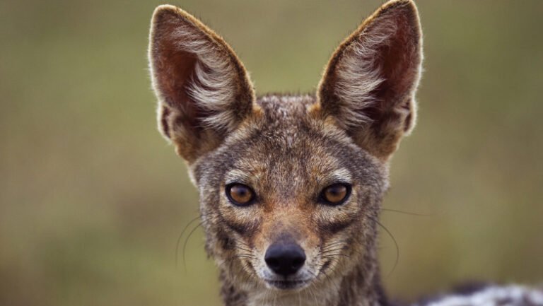 „sunt-haite-mari”-localitatile-de-langa-dunare,-terorizate-de-sacali.-animalele-s-au-inmultit-alarmant-si-ataca-noapte-de-noapte