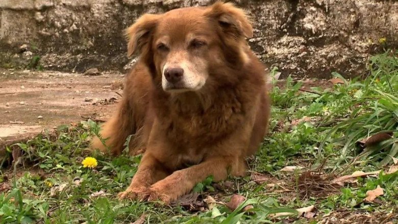 un-caine-care-a-vegheat-timp-de-10-ani-mormantul-stapanei-a-schimbat-regulile-pentru-inmormantarea-animalelor-de-companie-in-sao-paulo un-caine-care-a-vegheat-timp-de-10-ani-mormantul-stapanei-a-schimbat-regulile-pentru-inmormantarea-animalelor-de-companie-in-sao-paulo